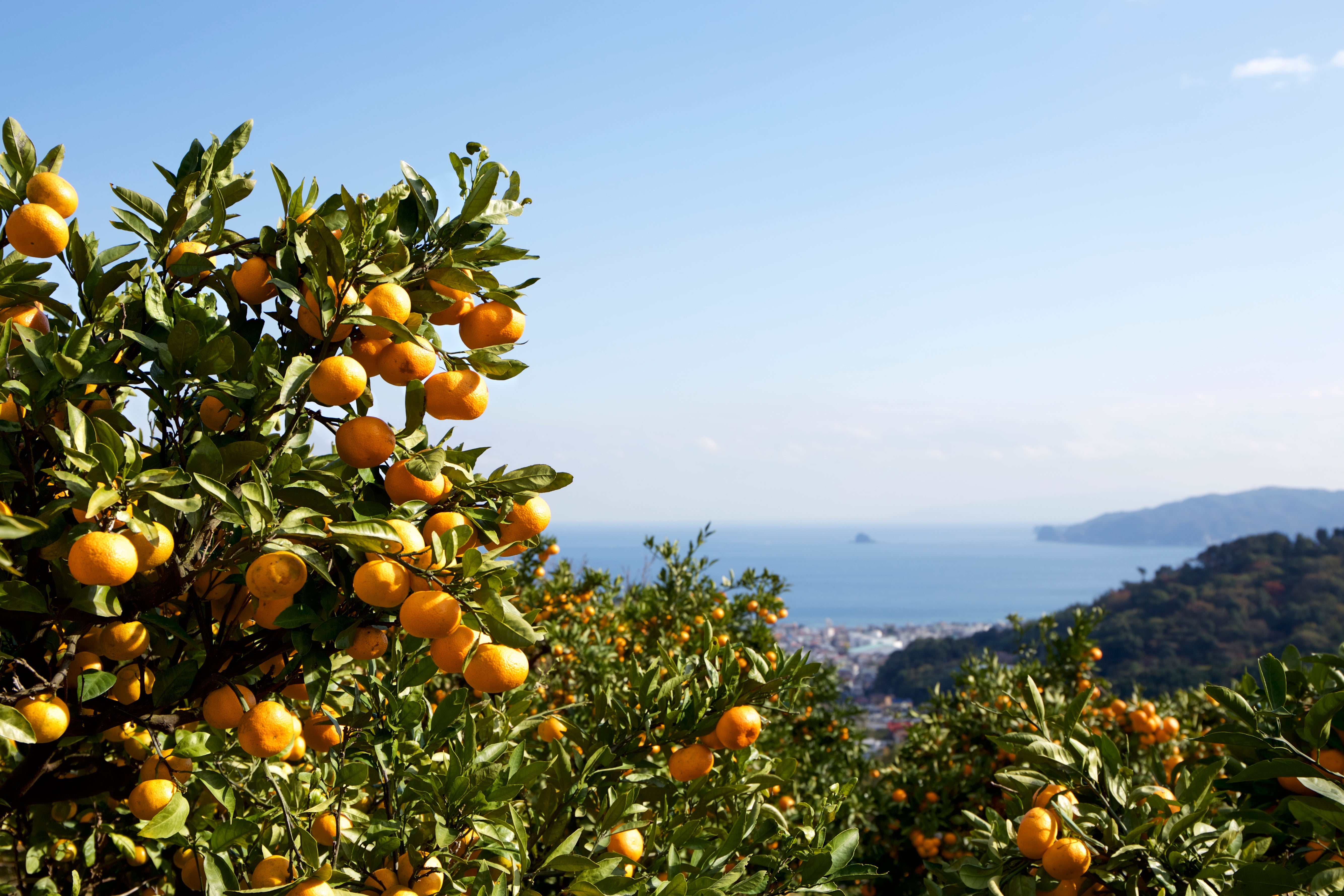 CITRUS SCENTS